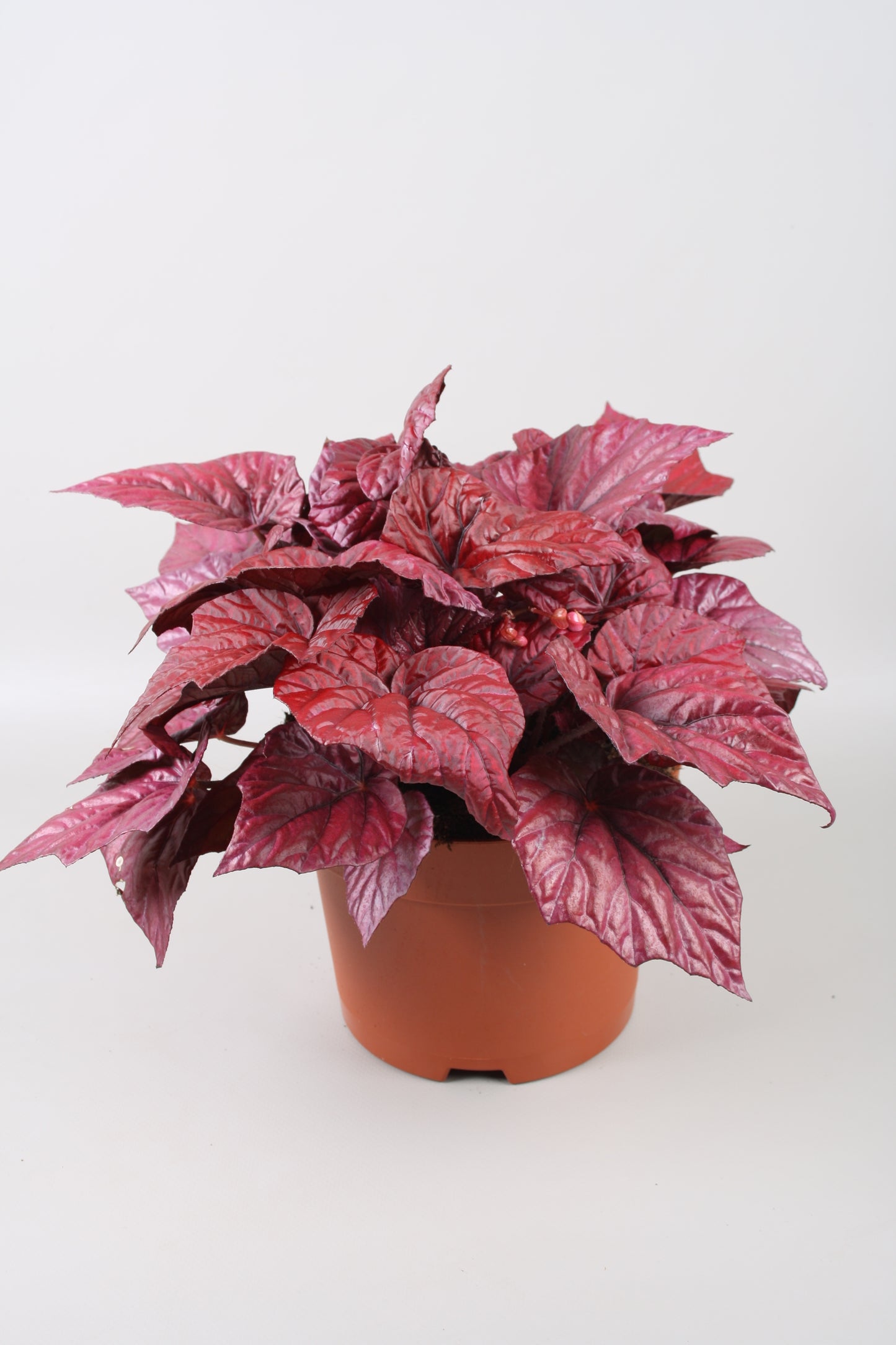 Begonia Beleaf Inca Flame 32cm 17cm Pot