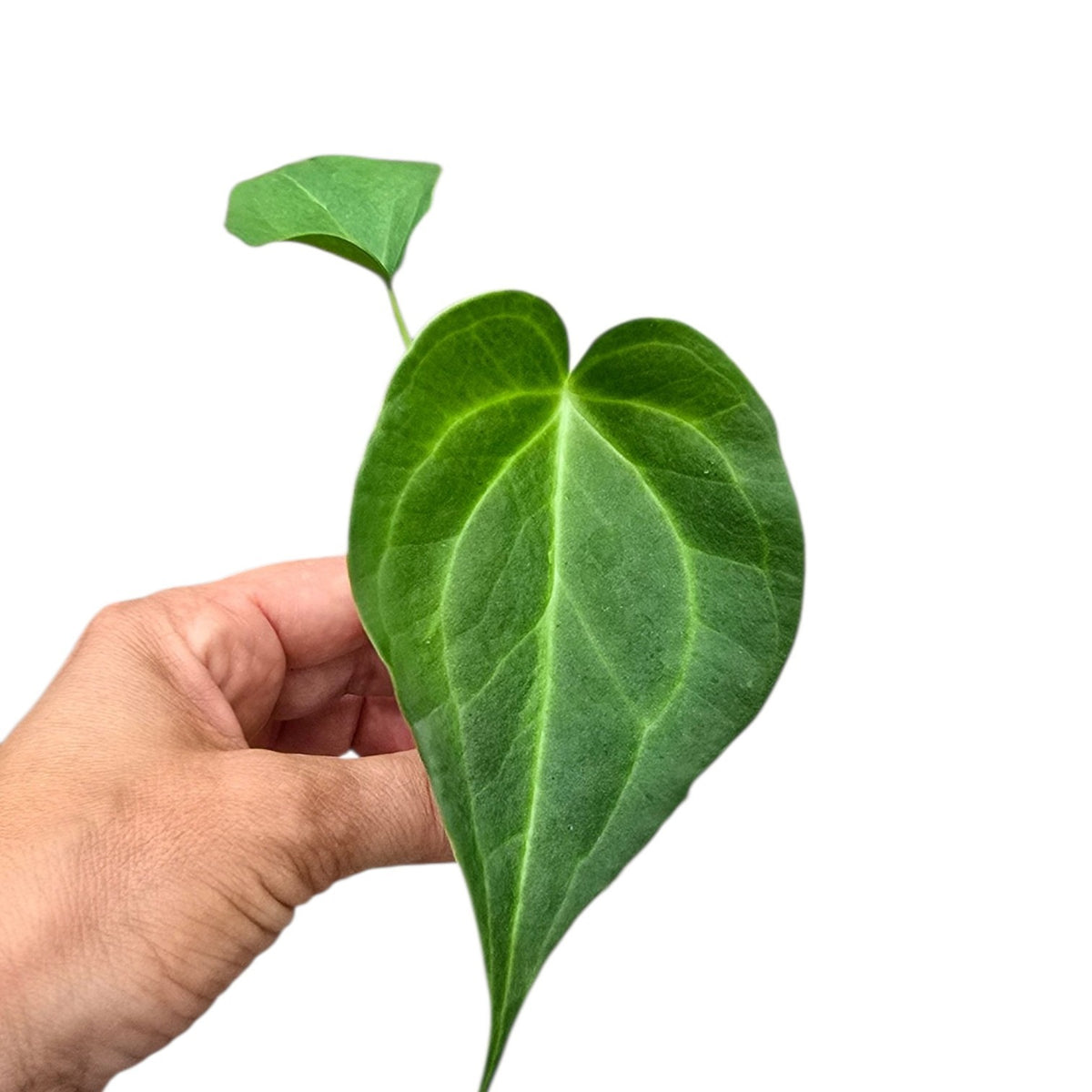 Anthurium andraeanum 15cm 2cm Pot