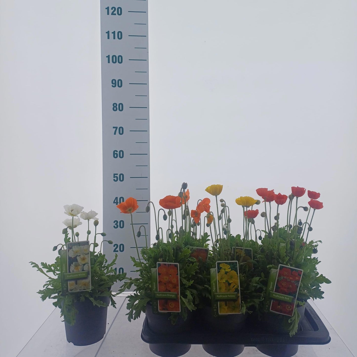 Papaver nudicaule 45cm 17cm Pot