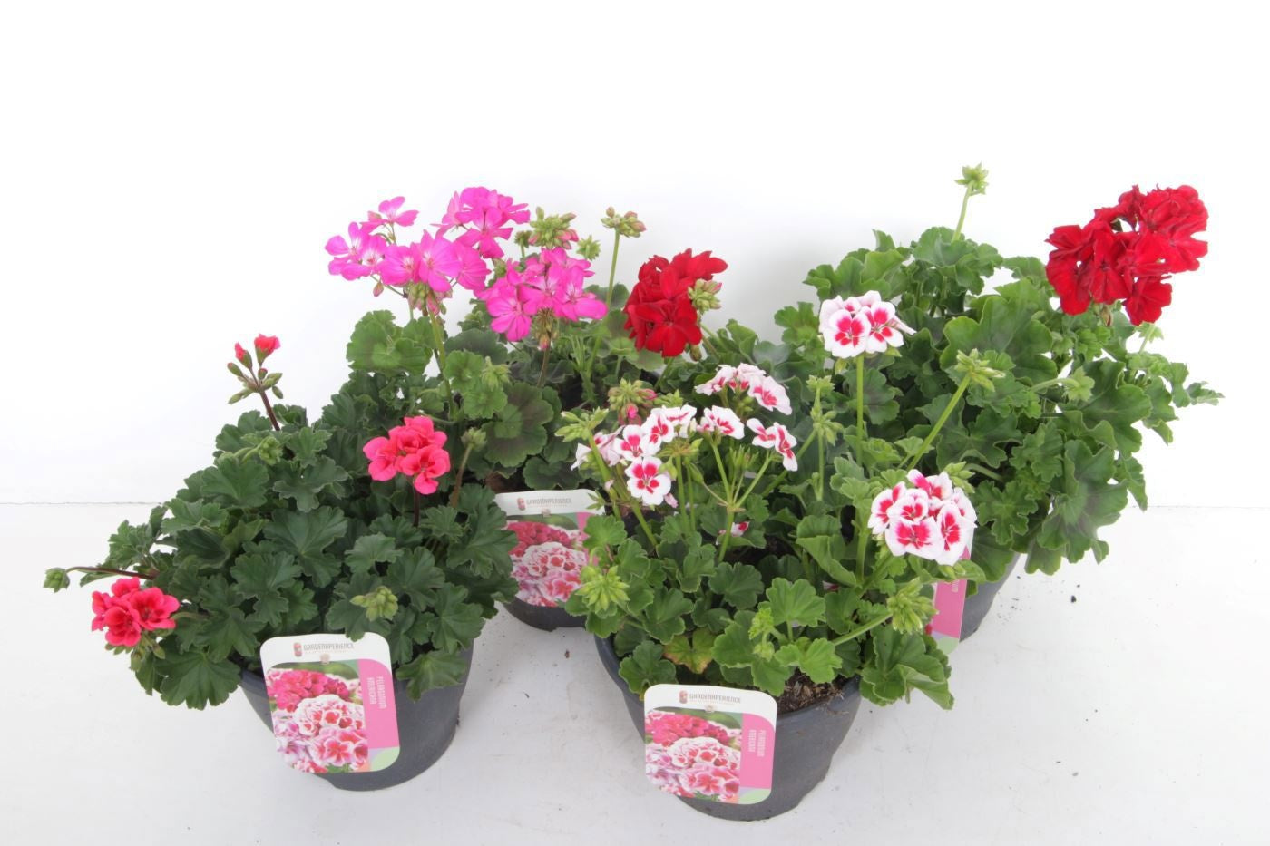 Pelargonium Calliope mix 45cm 23cm Pot
