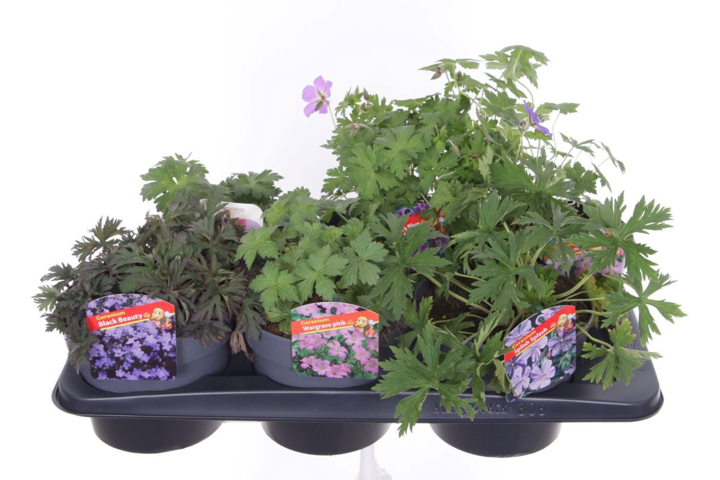 Geranium Azure Rush 30cm 17cm Pot