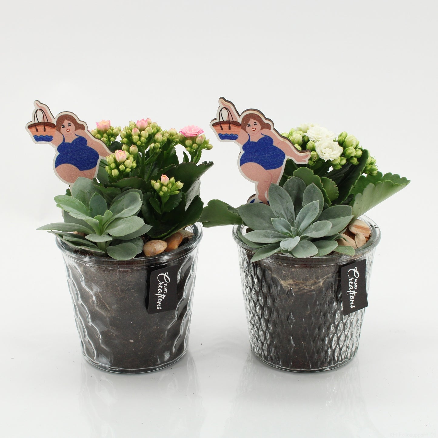 Indoor Flowering arrangement 20cm 12cm Pot