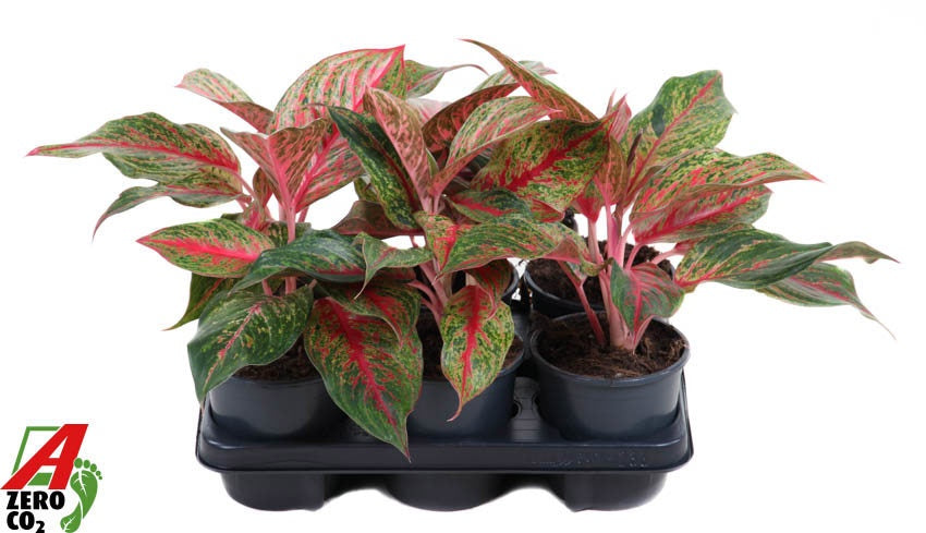 Aglaonema Lychee Red 40cm 13cm Pot