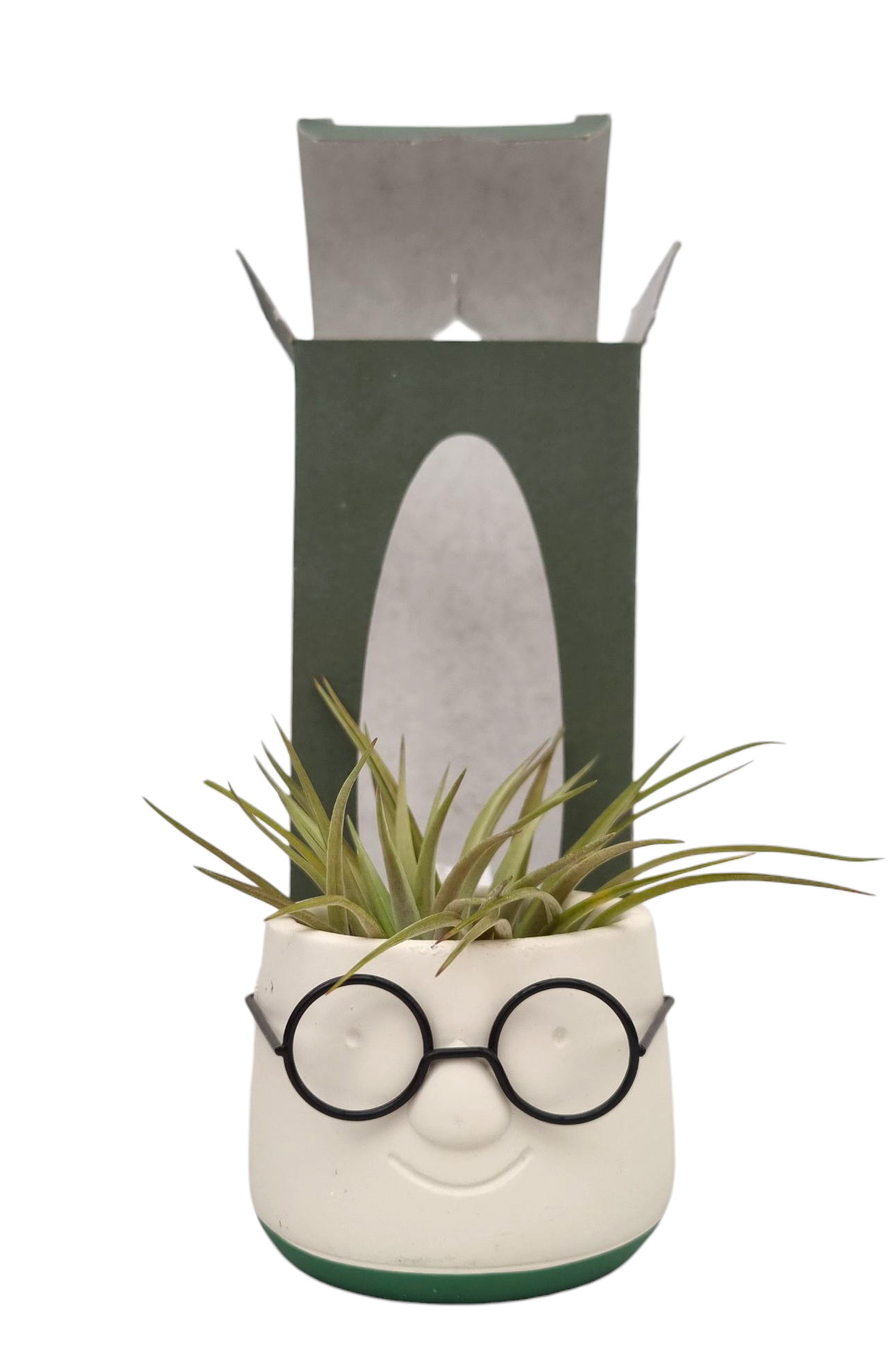 Tillandsia Dude 20cm 9cm Pot