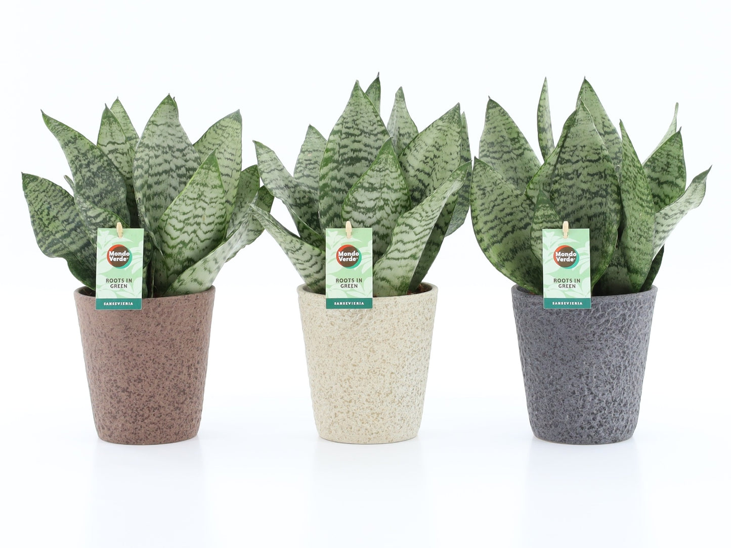 Sansevieria Black Coral 35cm 13cm Pot