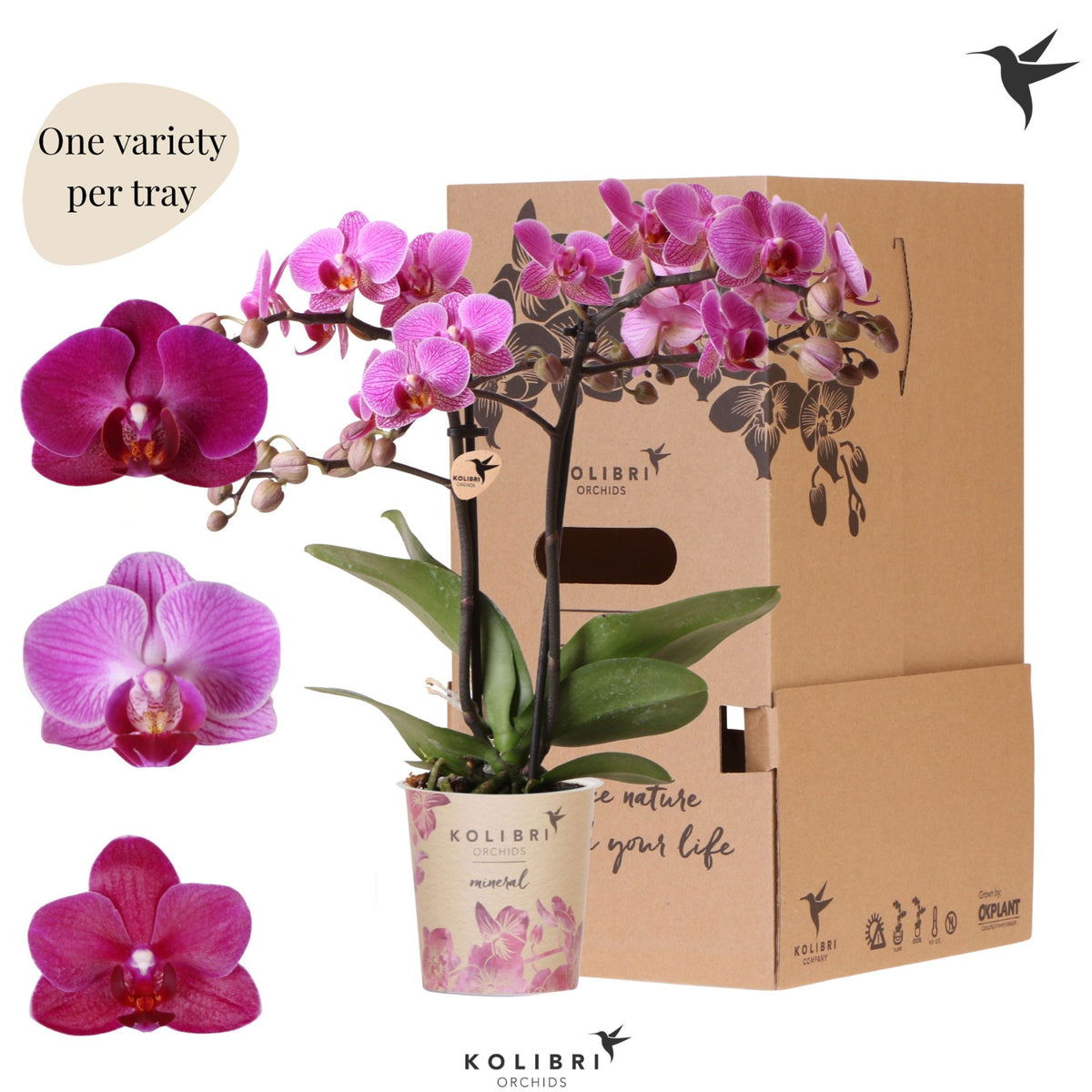 Phalaenopsis Purple 40cm 9cm Pot