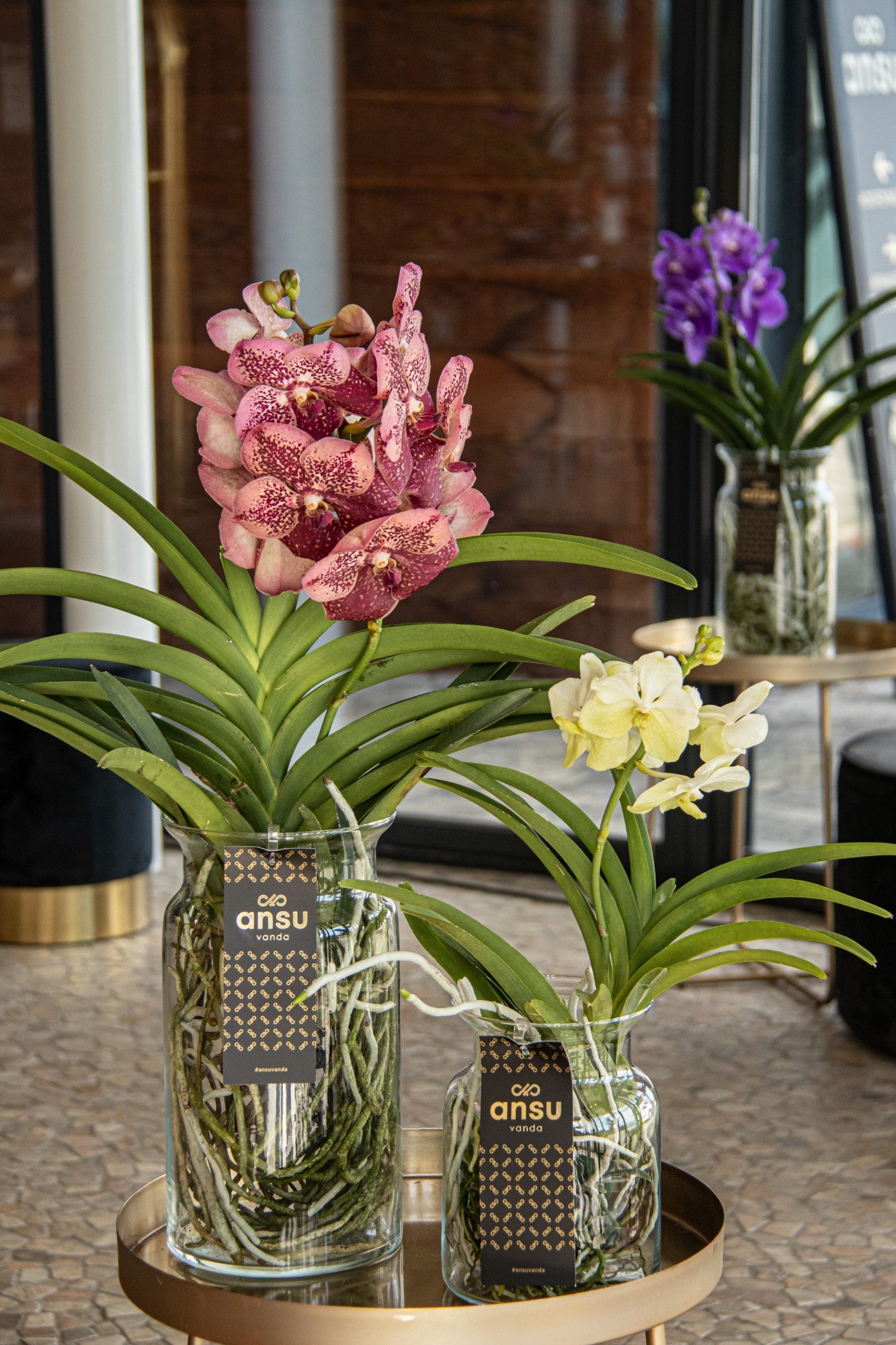 Ansu Vanda Bose mix Pack of 3