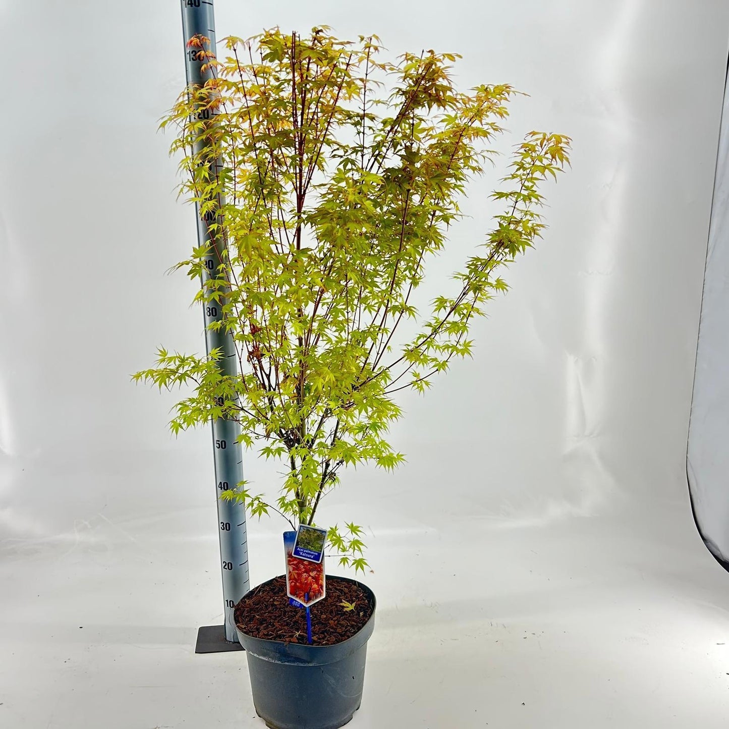 Acer Katsura 120cm 29cm Pot