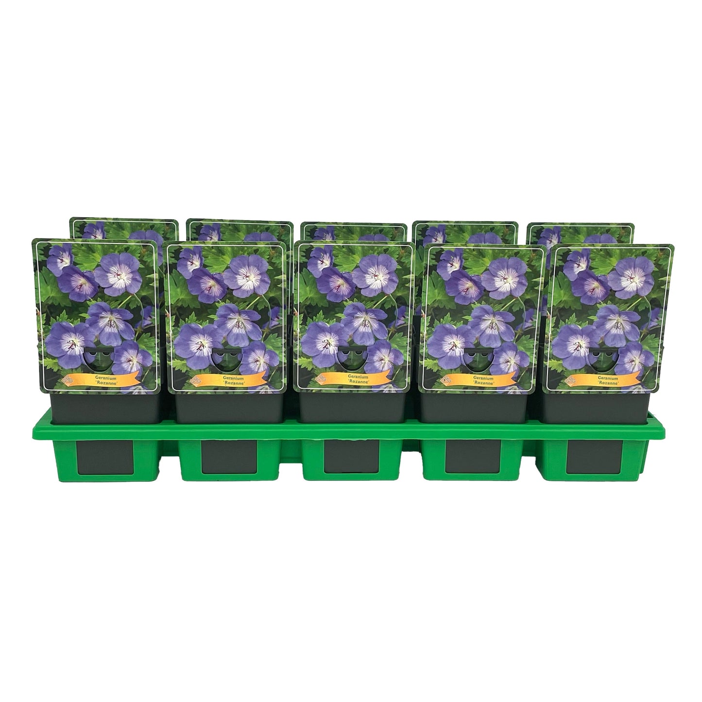 Geranium Rozanne (Hardy) 25cm 11cm Pot