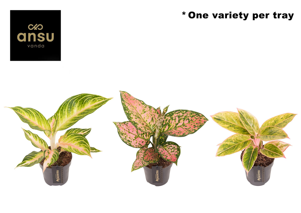 Aglaonema mix 35cm 12cm Pot