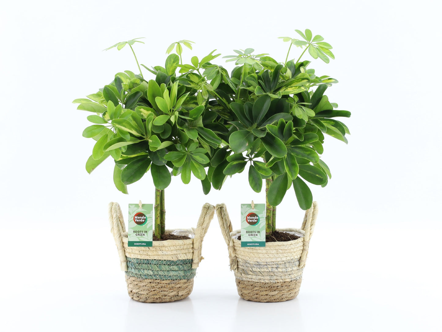 Schefflera Gold Capella 40cm 14cm Pot