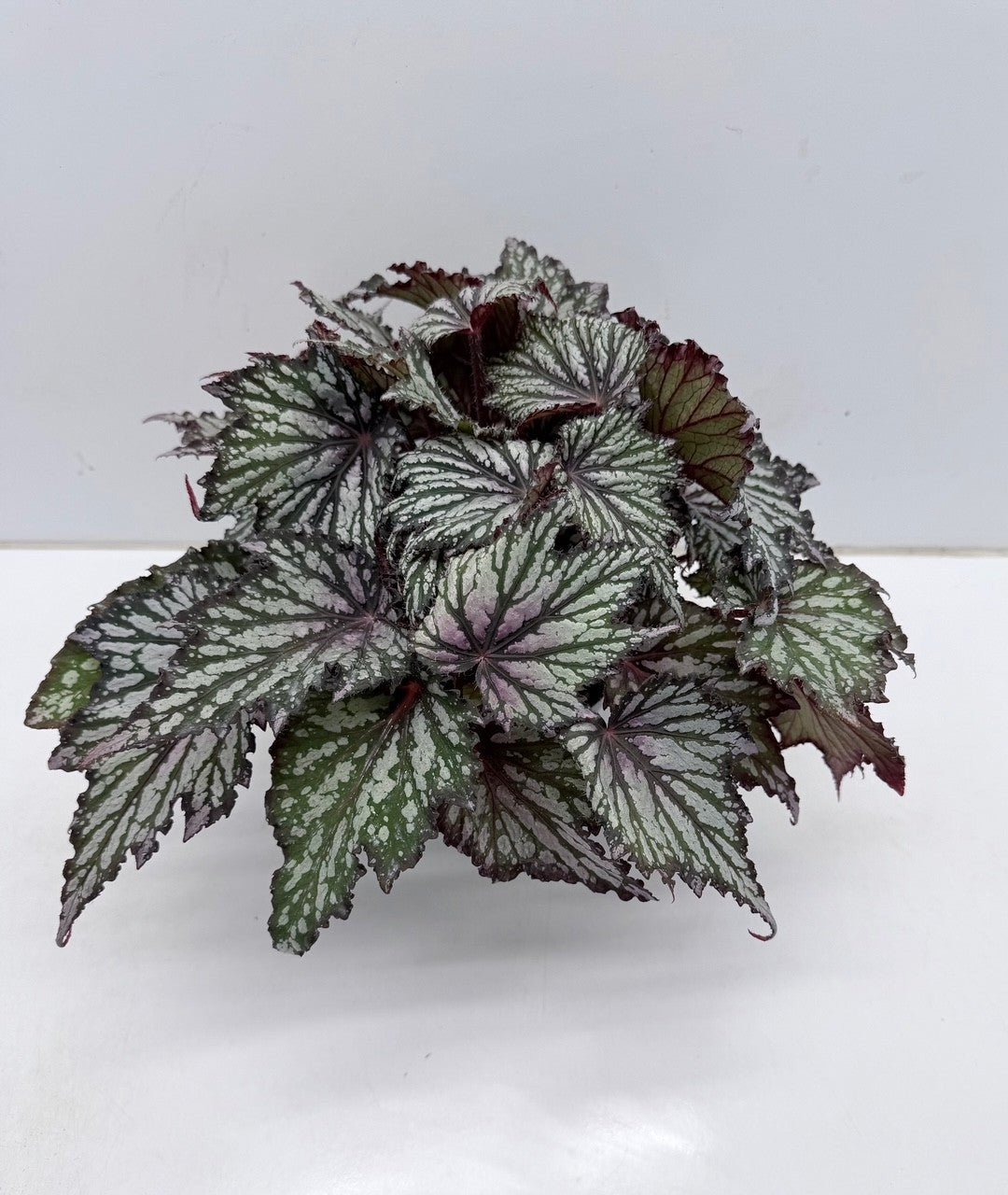 Begonia blad Jungle Wonders Tricolore 30cm 15cm Pot