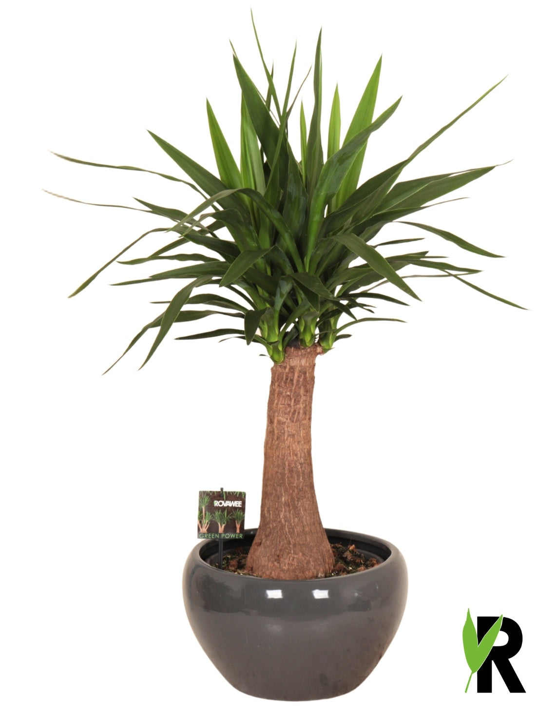 Yucca branched 90cm 32cm Pot