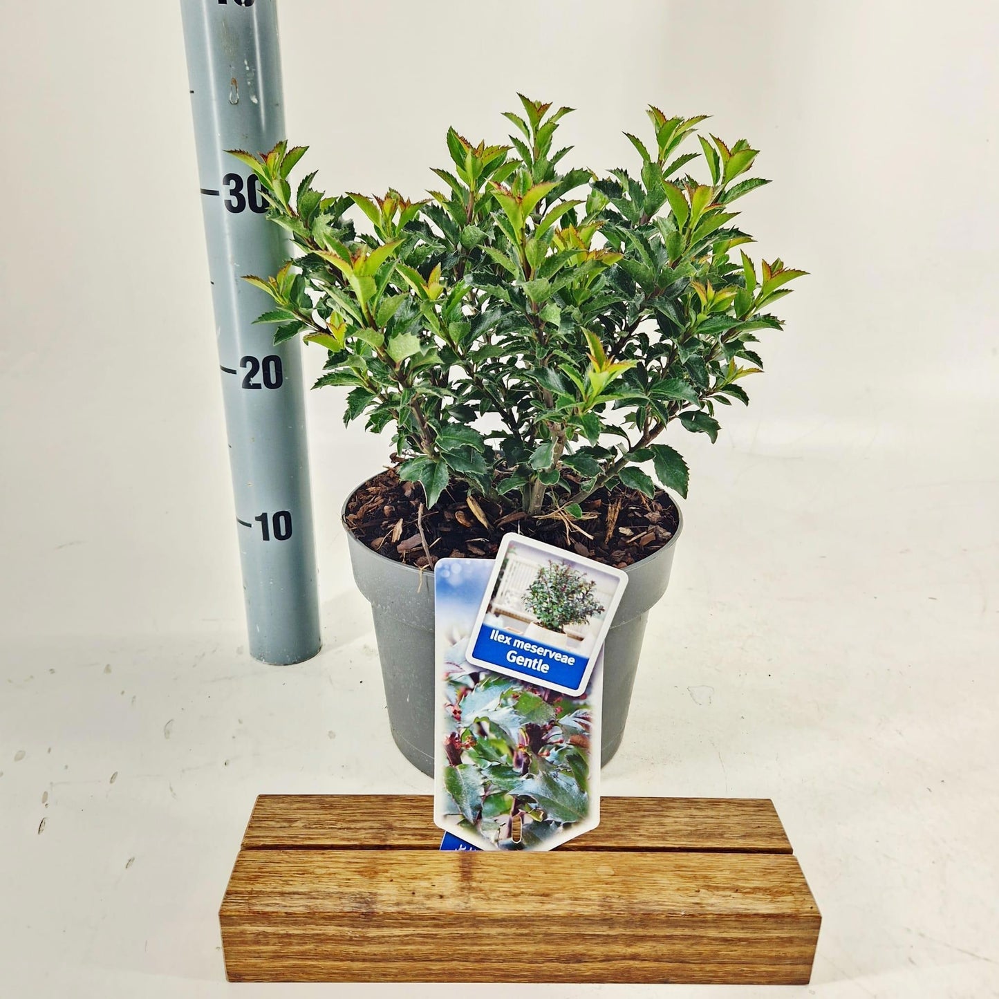 Ilex meserveae 45cm 19cm Pot