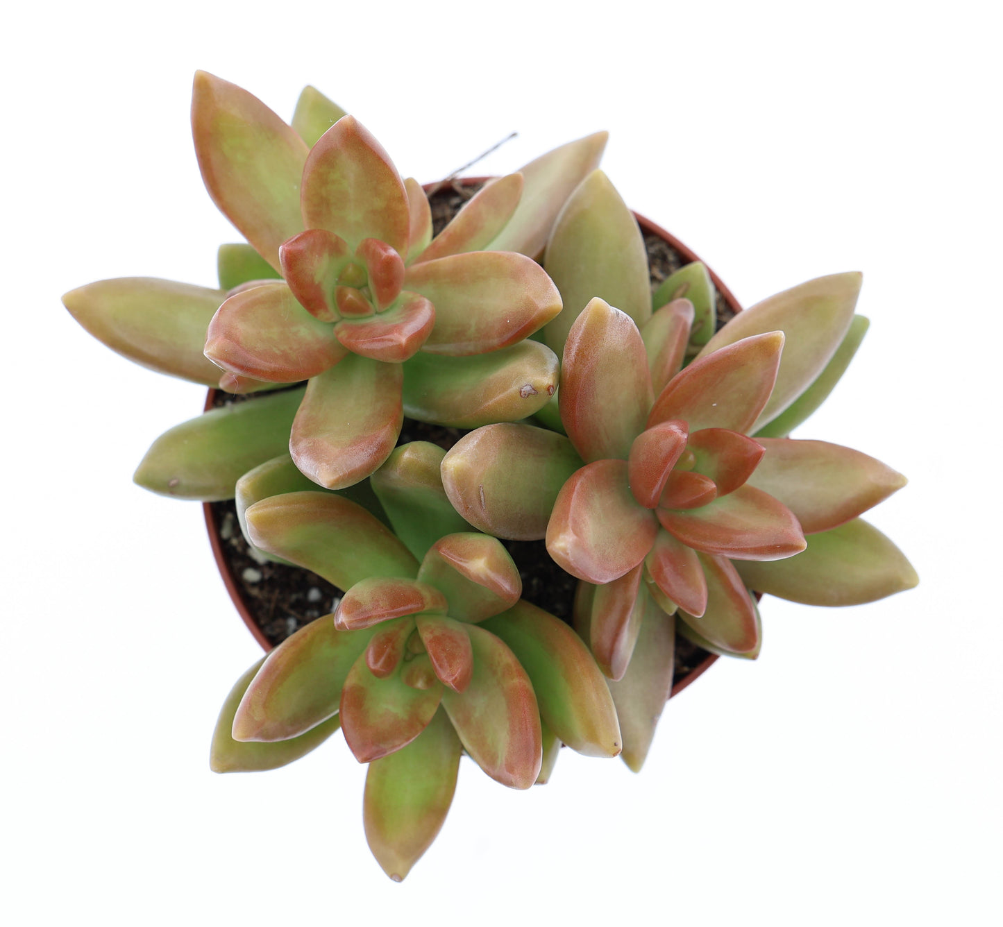 Sedum album 10cm Special Pot (508)
