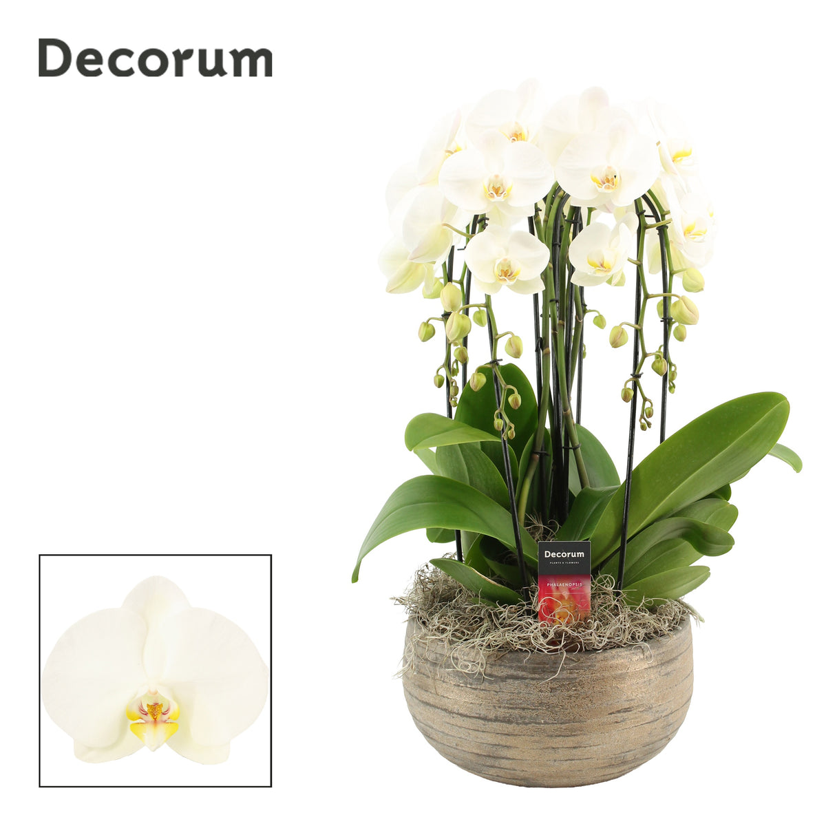 Phalaenopsis white 55cm 27cm Pot