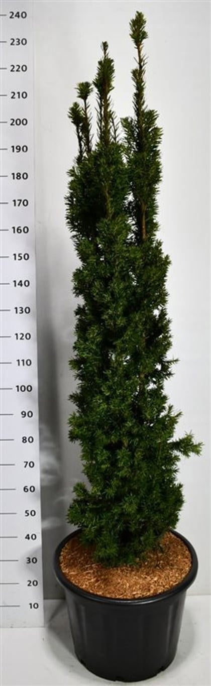 Taxus baccata 220cm 54cm Pot