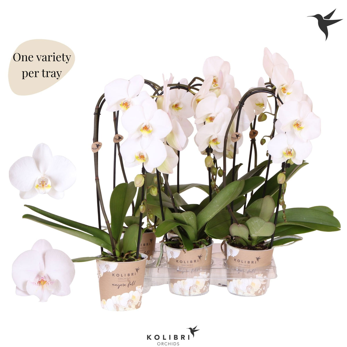 Phalaenopsis Niagara Fall 45cm 12cm Pot
