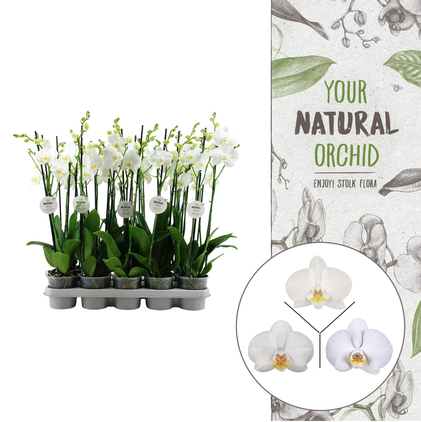 Stolk Flora BV Phalaenopsis white Pack of 5