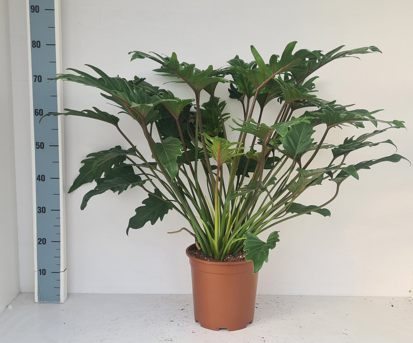 Philodendron Xanadu 85cm 24cm Pot