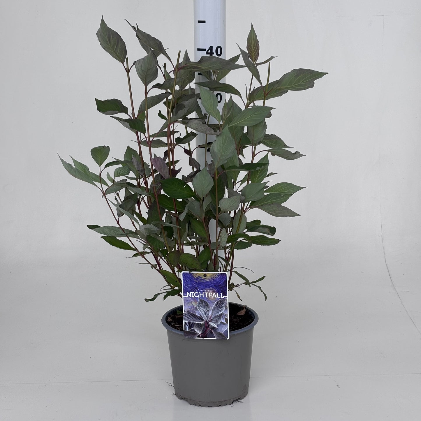 Leon van Lint B.V. Cornus alba Nightfall Pack of 1