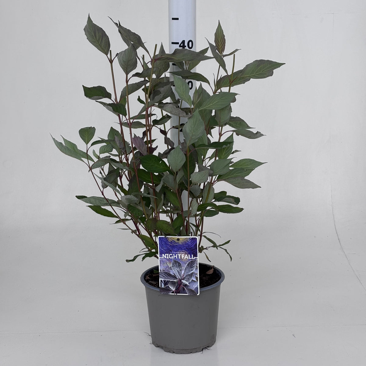 Cornus alba Nightfall 50cm 19cm Pot