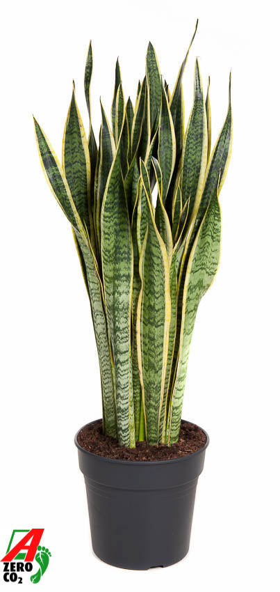 Sansevieria Laurentii 110cm 30cm Pot
