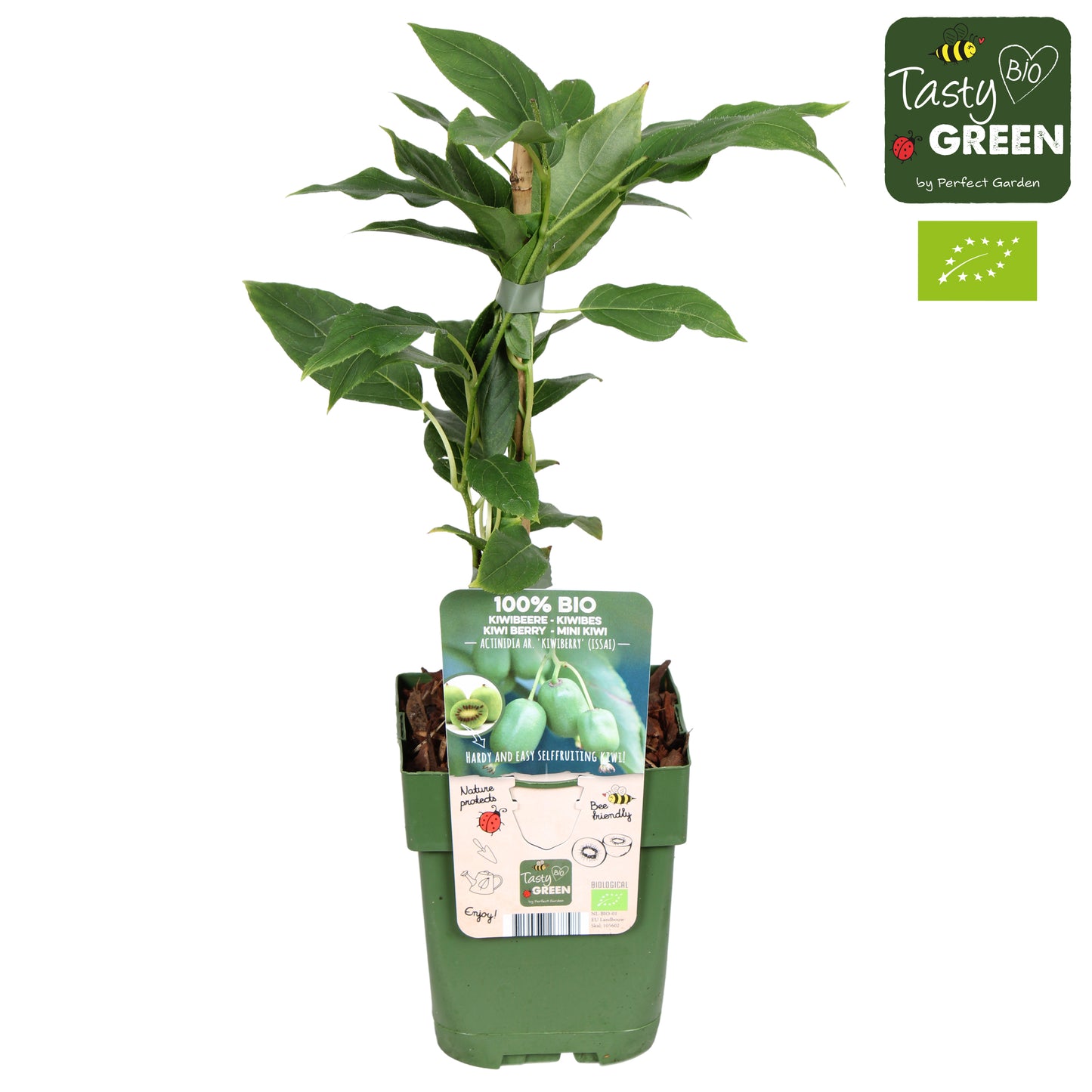 Actinidia arguta Issai (Hardy Kiwi) 30cm 13cm Pot