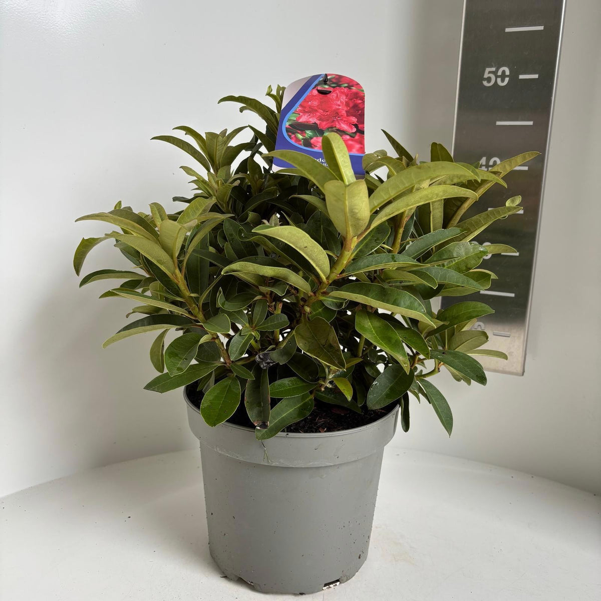 Rhododendron Wilgen Ruby 45cm 23cm Pot