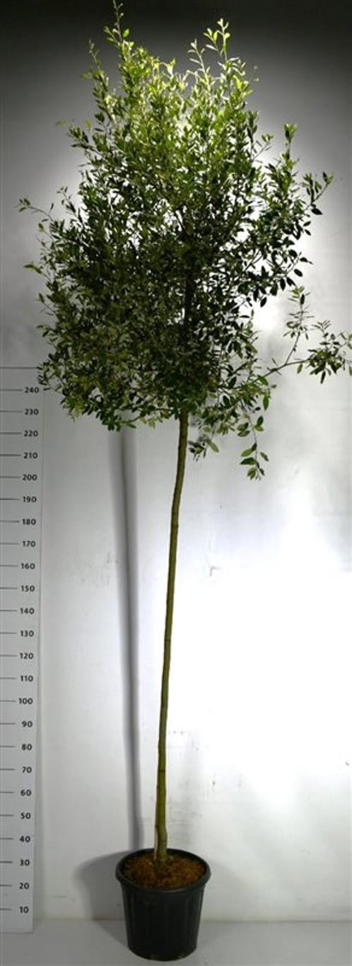 Quercus ilex 320cm 40cm Pot