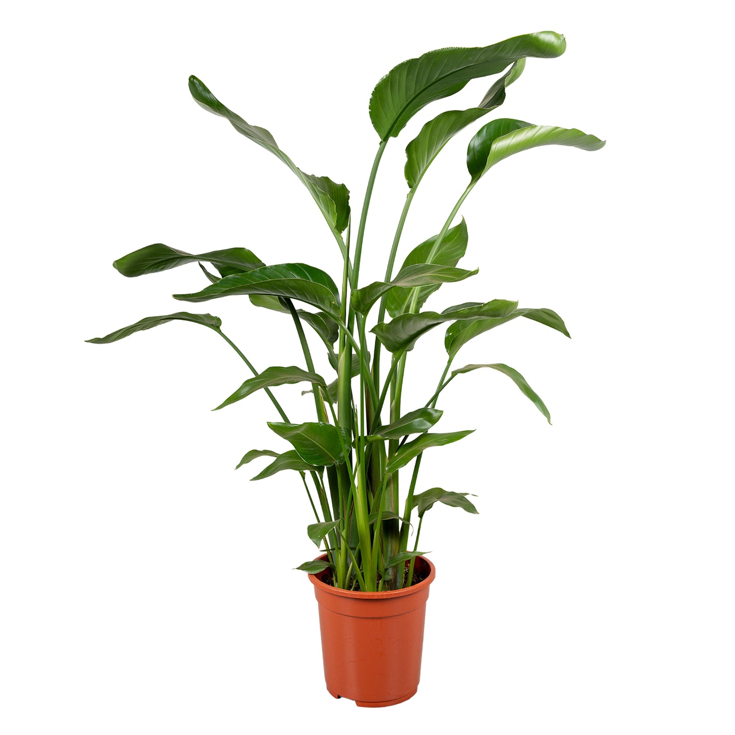 Strelitzia nicolai 100cm 21cm Pot
