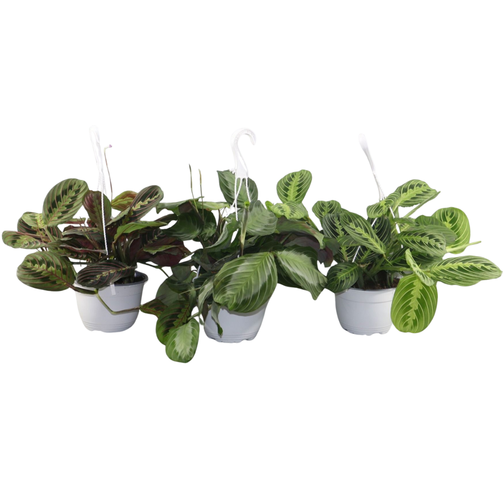Maranta leuconeura 40cm 15cm Pot