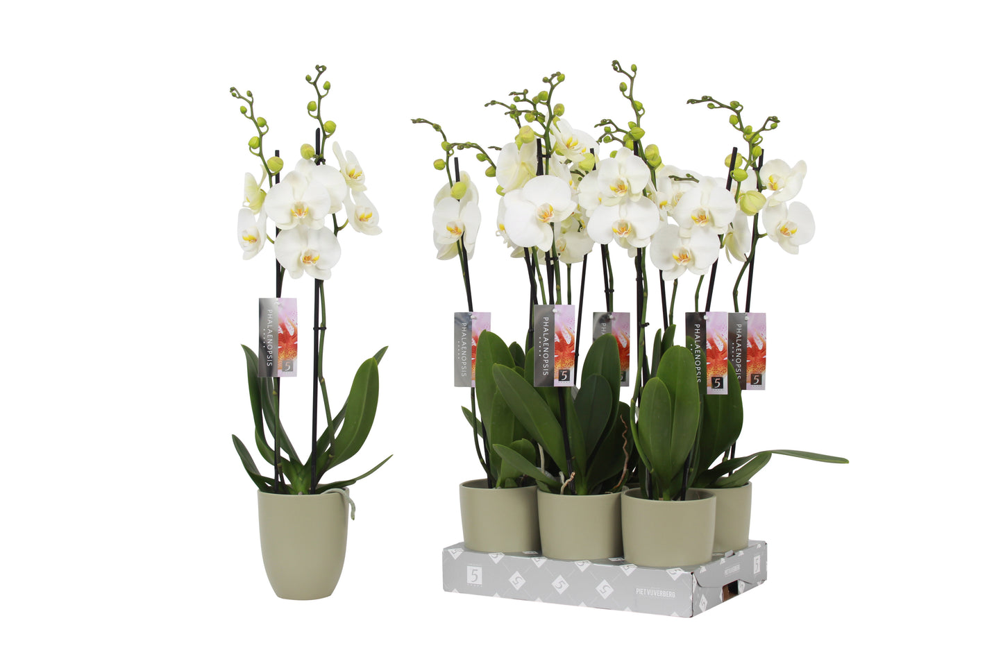 Phalaenopsis white (+ drp.ceramic) 60cm 12cm Pot
