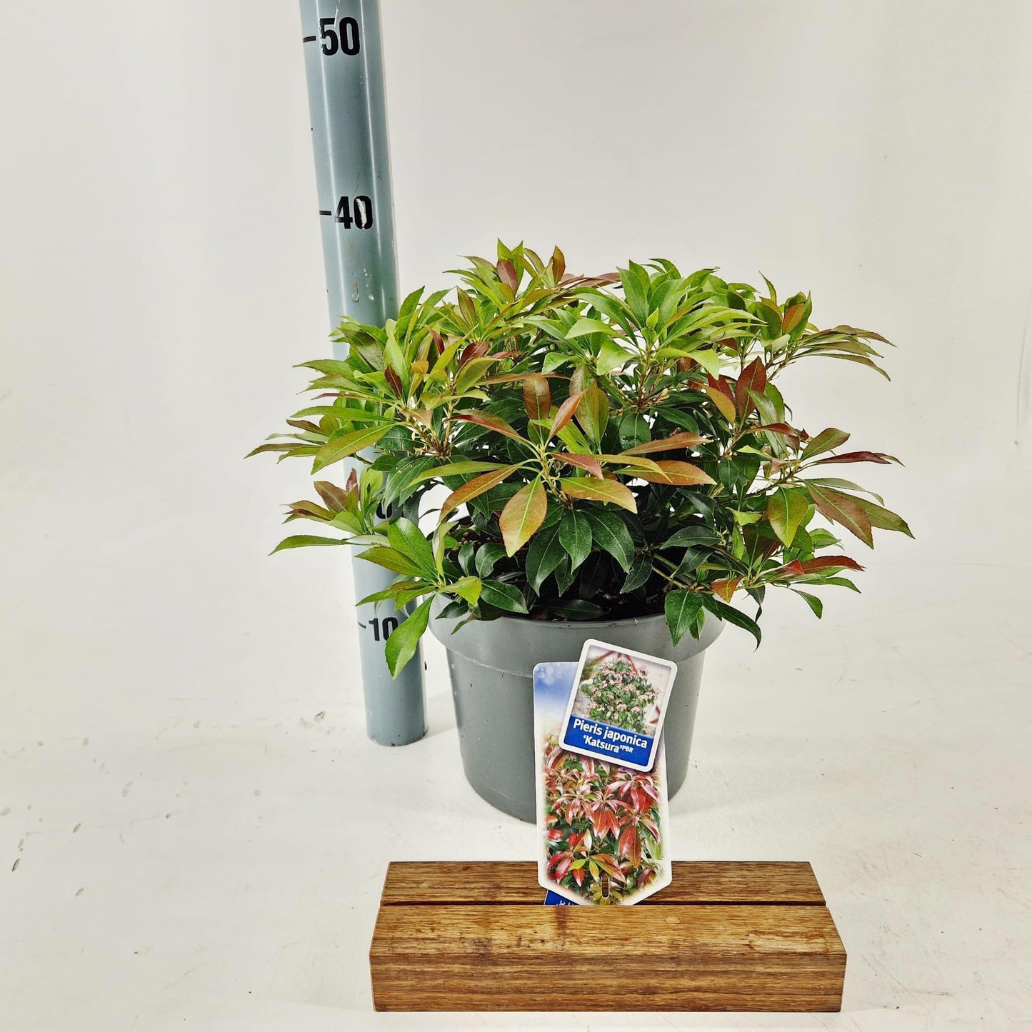 Pieris japonica Katsura 35cm 23cm Pot