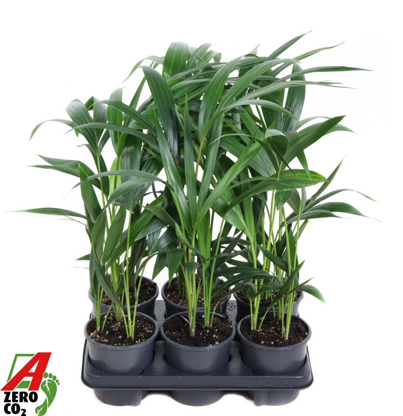 Ammerlaan Green Innovator Howea forsteriana Pack of 6