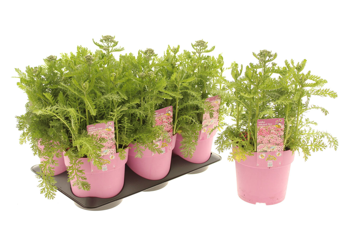 Achillea mil. Milly Rock Pink 25cm 15cm Pot