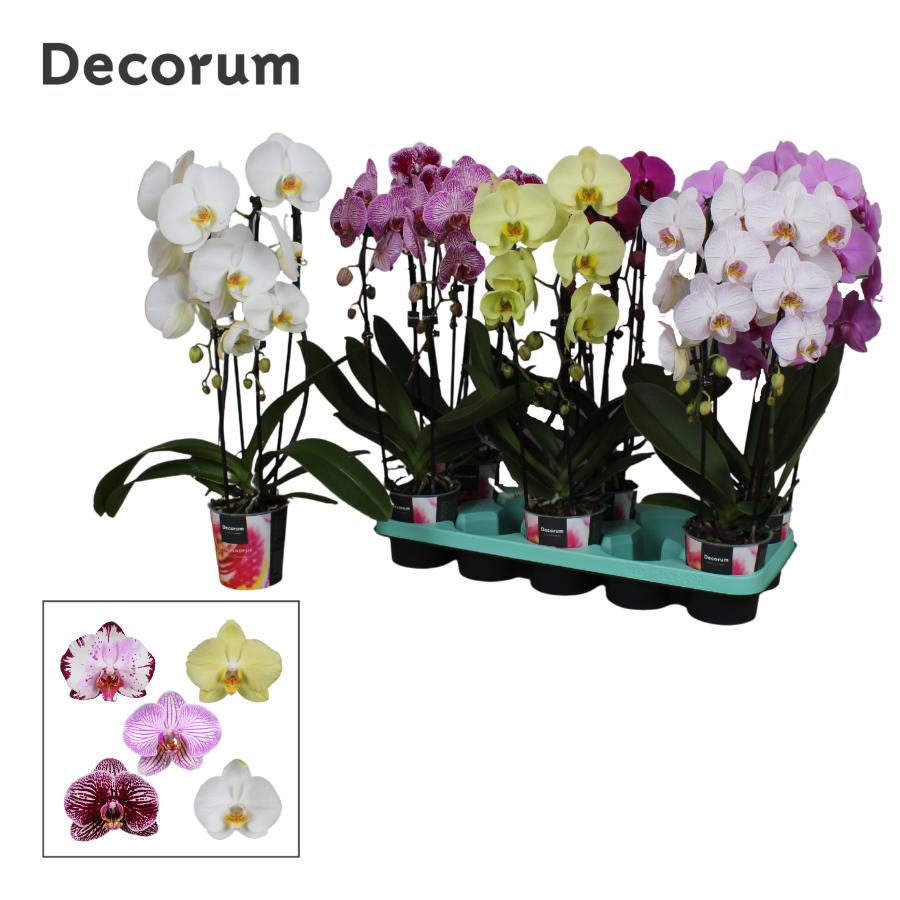 Phalaenopsis Elegant cascade 60cm 12cm Pot