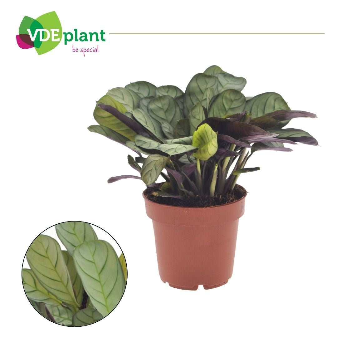 Ctenanthe burle-marxii Amagris 20cm 12cm Pot
