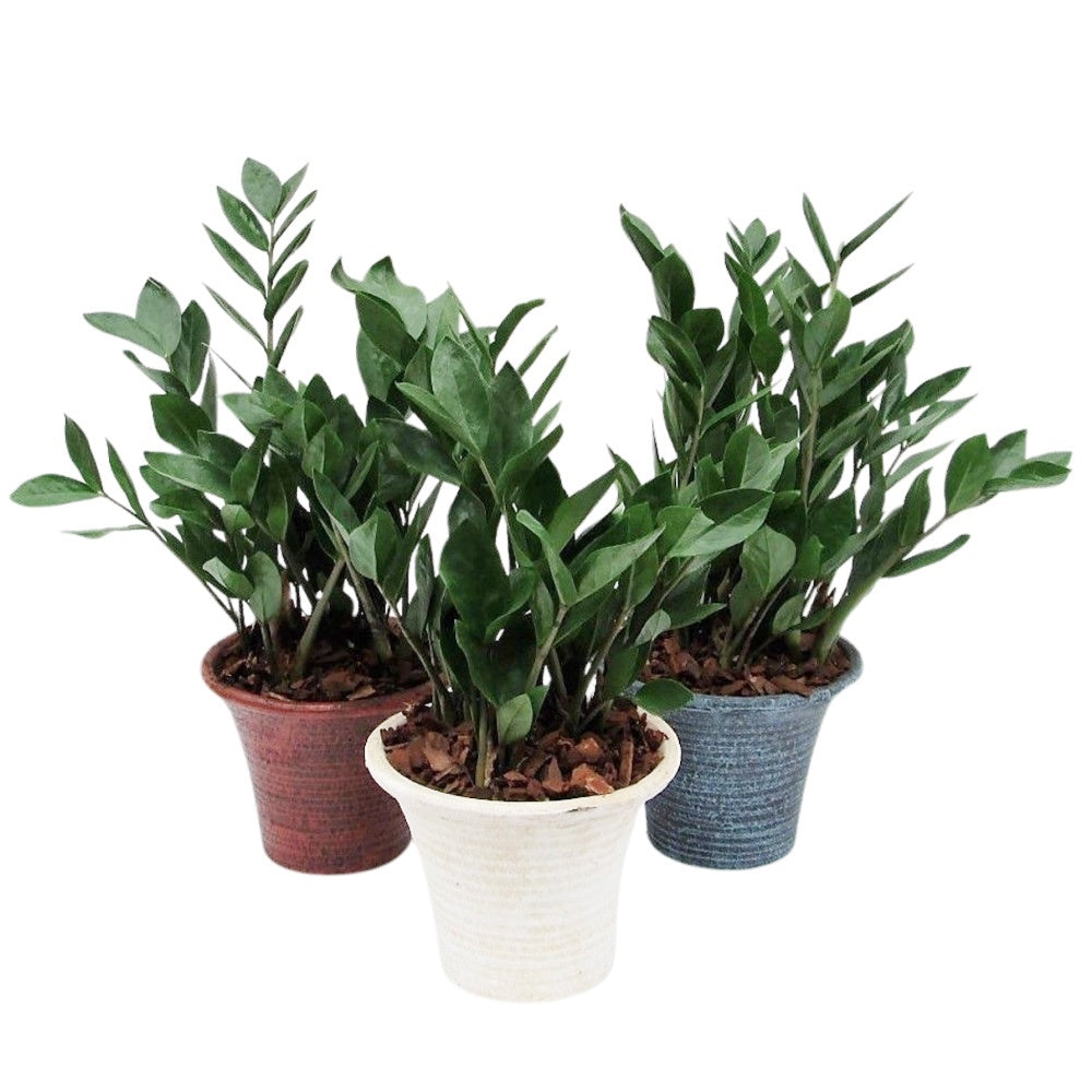 Zamioculcas zamiifolia 45cm 20cm Pot