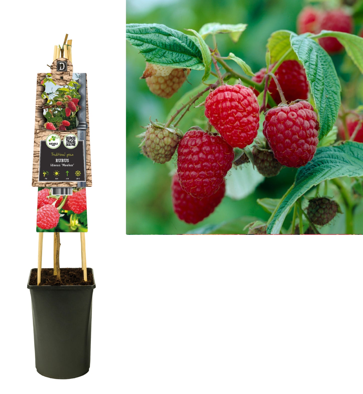 Rubus idaeus Meeker 75cm 17cm Pot