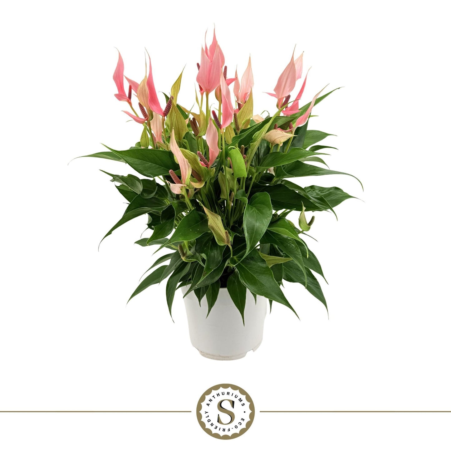 Anthurium Lilli 45cm 17cm Pot