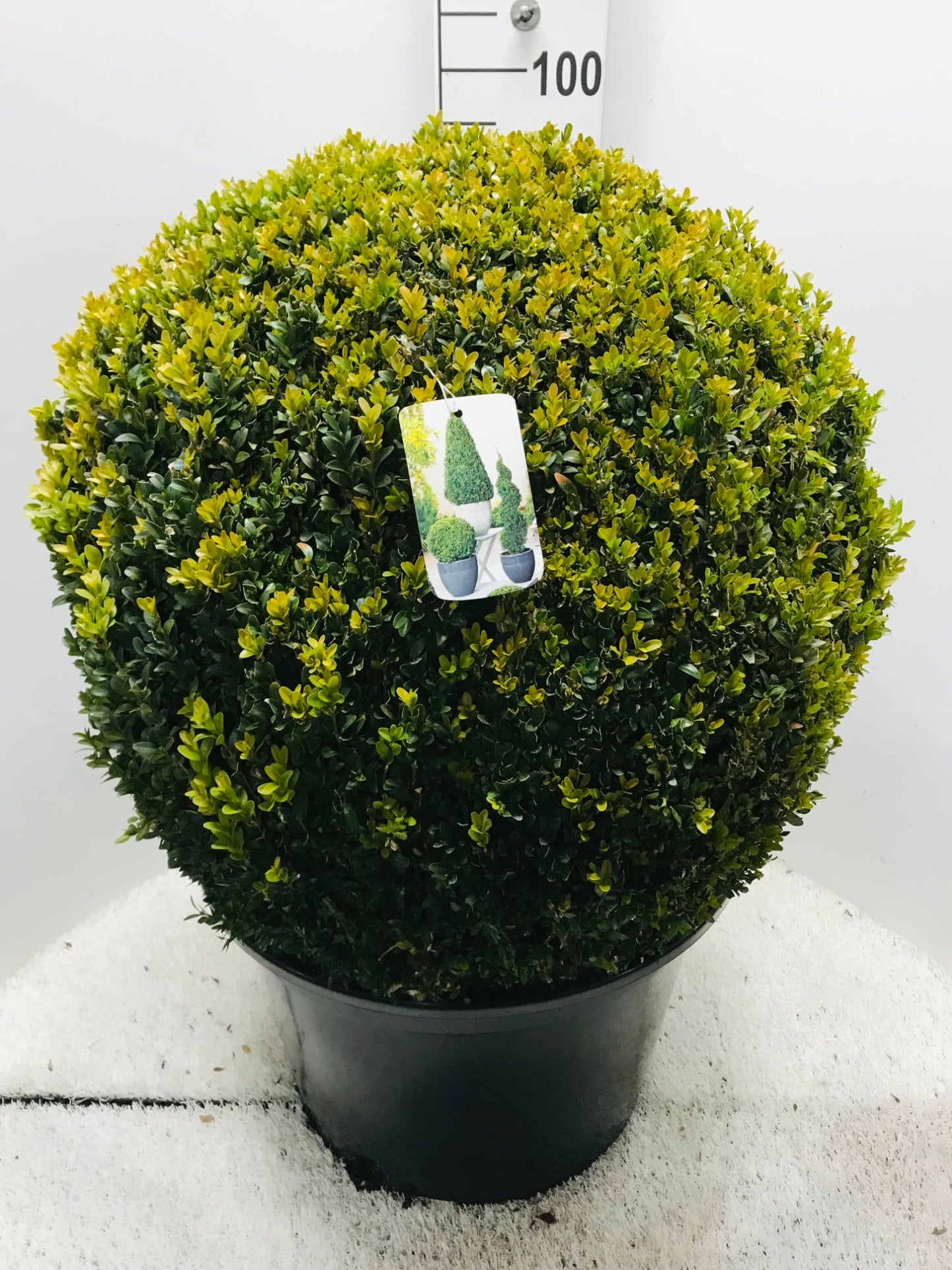 Buxus sempervirens ball 95cm 50cm Pot
