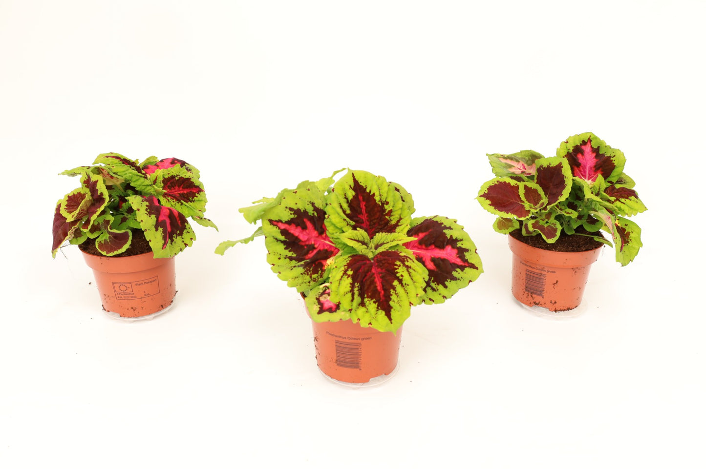 Coleus Kong mix 25cm 13cm Pot