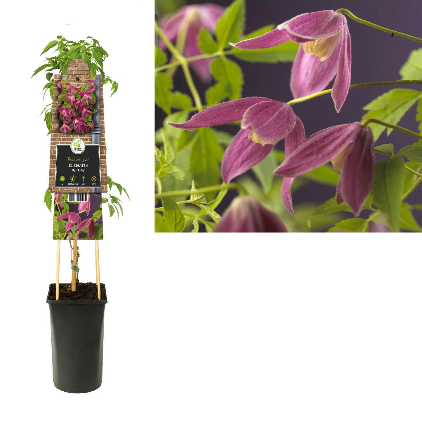 Clematis Ruby 75cm 17cm Pot