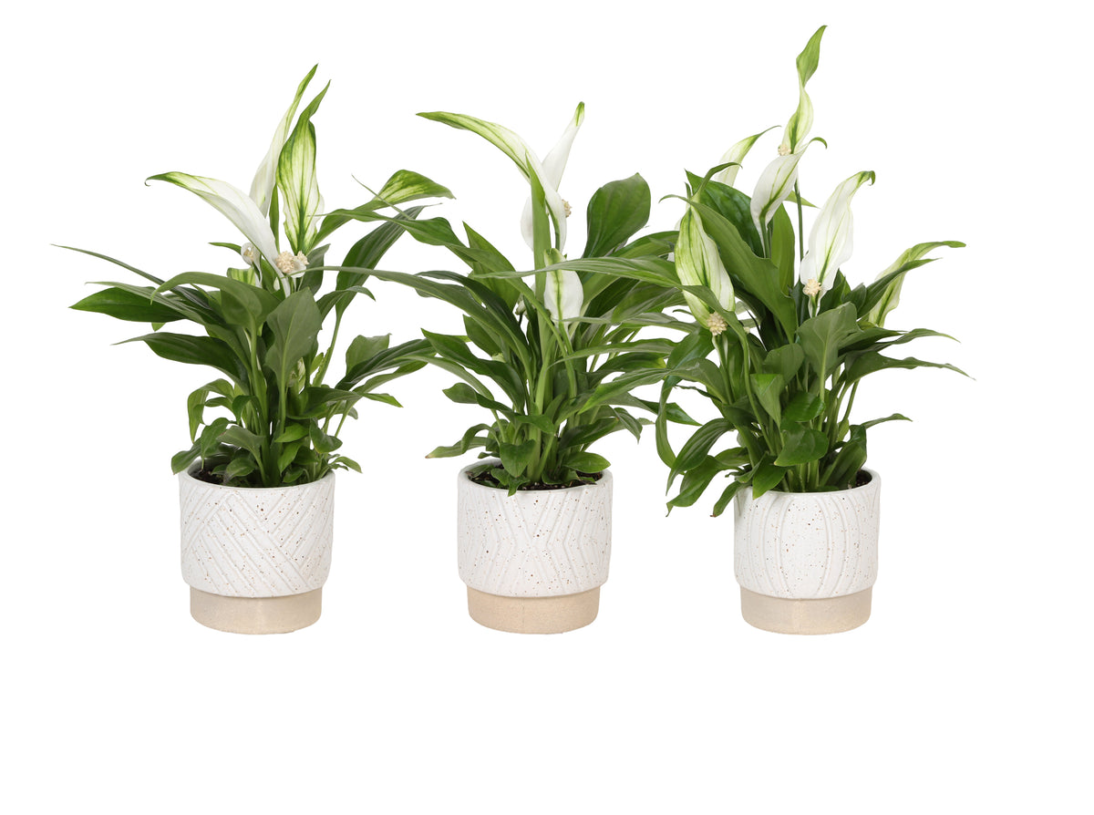 Spathiphyllum Pearl Cupido 24cm 7cm Pot