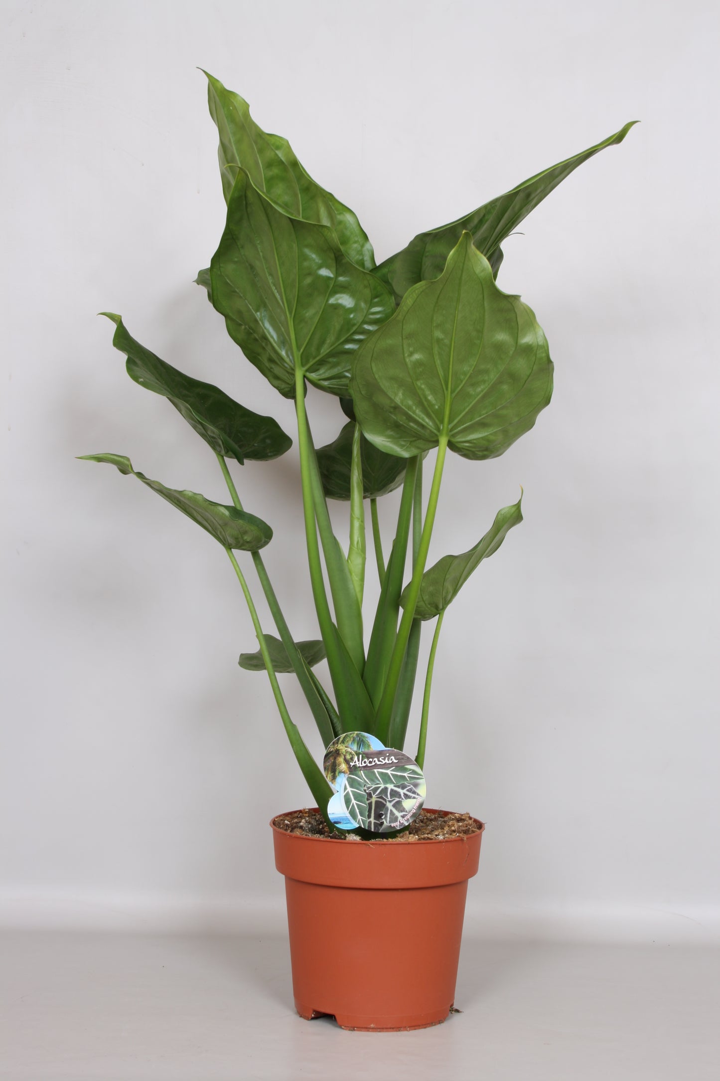 Alocasia cucullata 100cm 24cm Pot