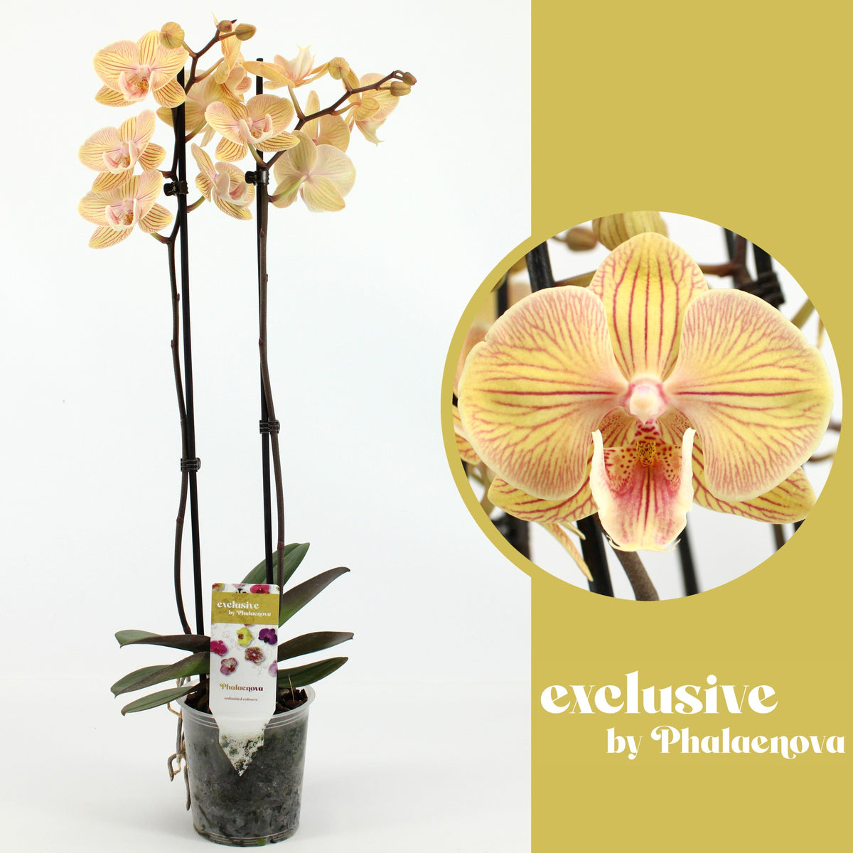 Phalaenopsis orange 60cm 12cm Pot
