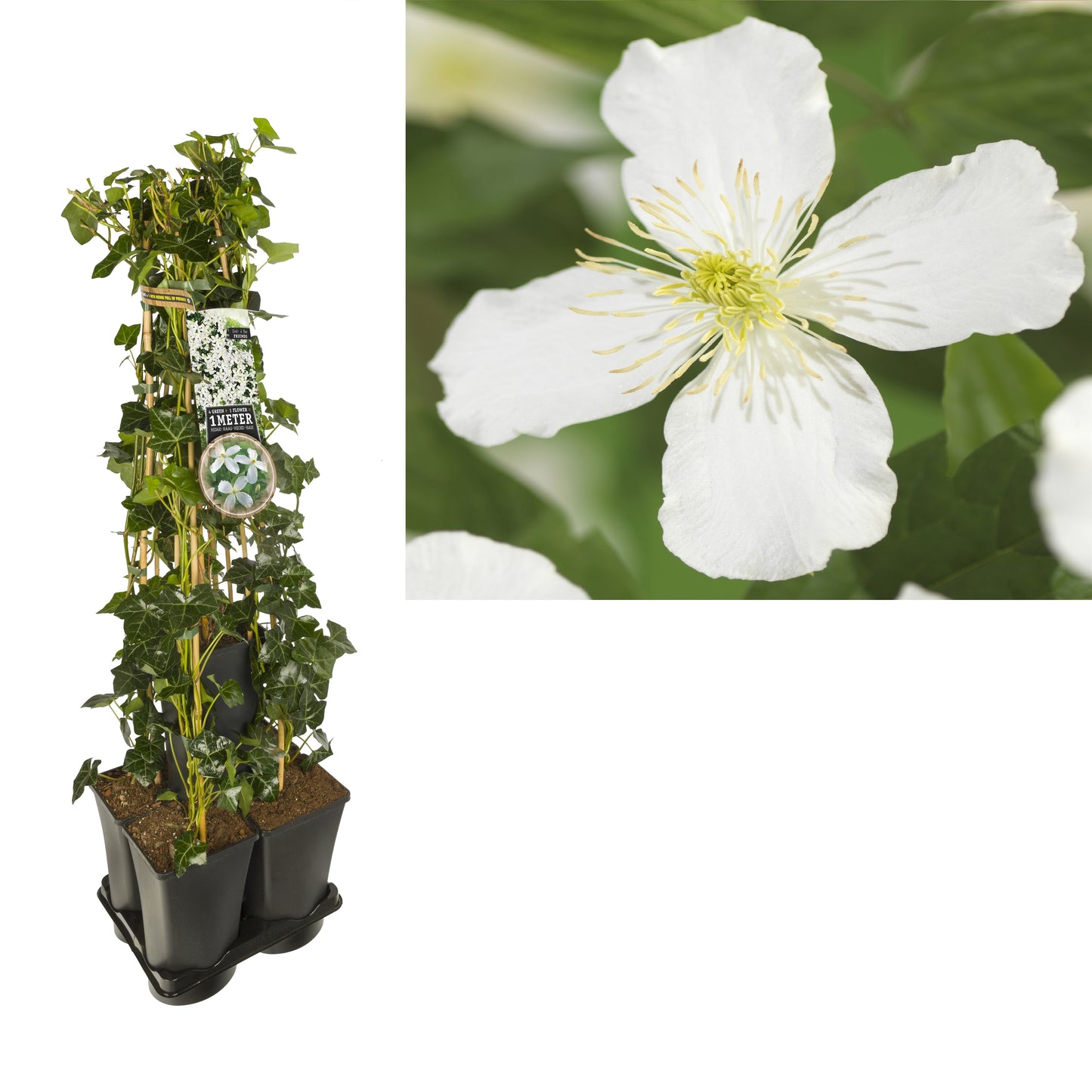 Clematis hybrid mix 95cm 17cm Pot