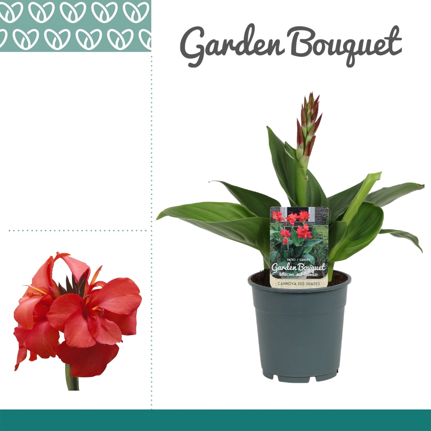 Canna Cannova Red Shades 30cm 12cm Pot