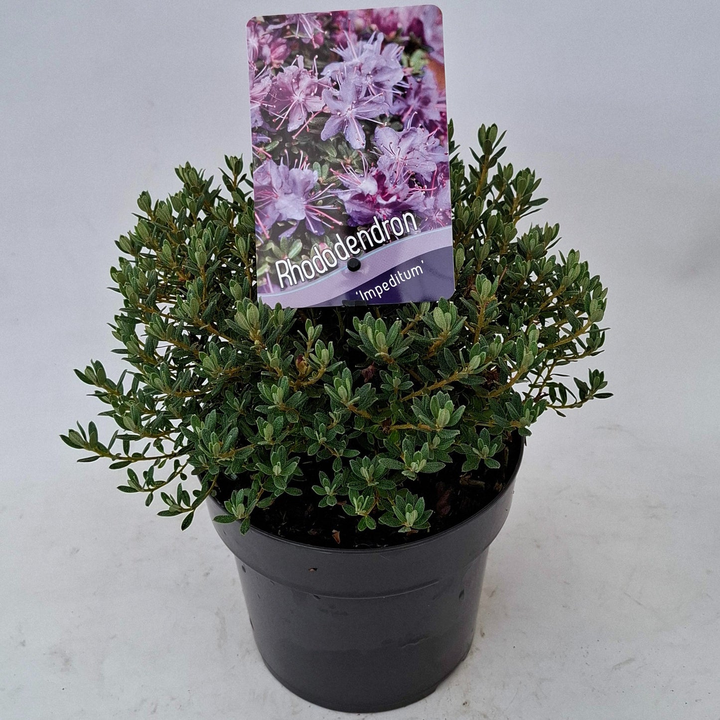J.C.A.M. van Acht Rhododendron impeditum Pack of 6
